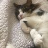 xsleepingkitty